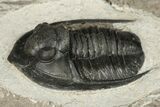 Proetid (Diademaproetus) Trilobite - Morocco #204299-1